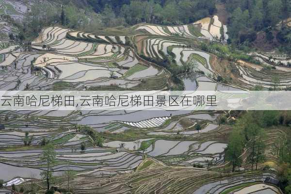 云南哈尼梯田,云南哈尼梯田景区在哪里