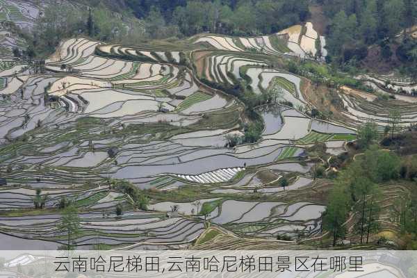 云南哈尼梯田,云南哈尼梯田景区在哪里