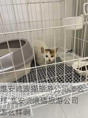 淮安流浪猫旅游公司怎么样,淮安流浪猫旅游公司怎么样啊