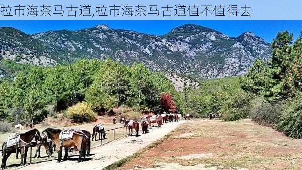 拉市海茶马古道,拉市海茶马古道值不值得去