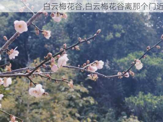 白云梅花谷,白云梅花谷离那个门近