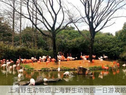 上海野生动物园,上海野生动物园一日游攻略