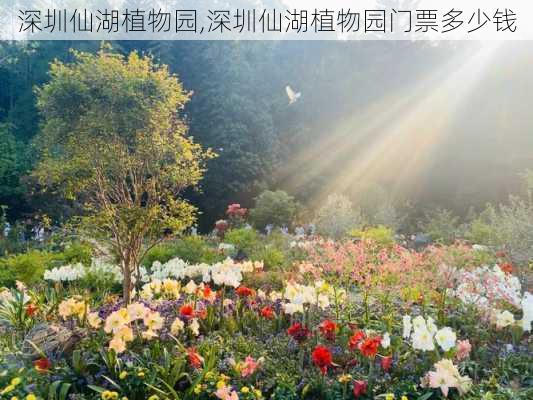 深圳仙湖植物园,深圳仙湖植物园门票多少钱