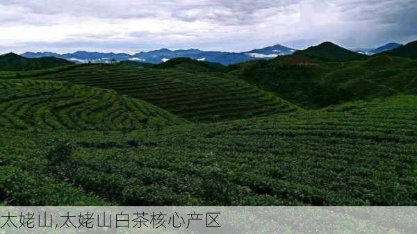 太姥山,太姥山白茶核心产区