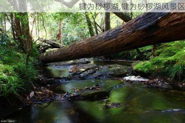 犍为桫椤湖,犍为桫椤湖风景区