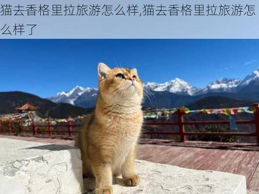 猫去香格里拉旅游怎么样,猫去香格里拉旅游怎么样了