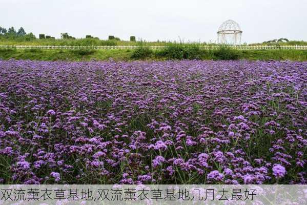 双流薰衣草基地,双流薰衣草基地几月去最好