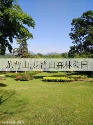 龙背山,龙背山森林公园