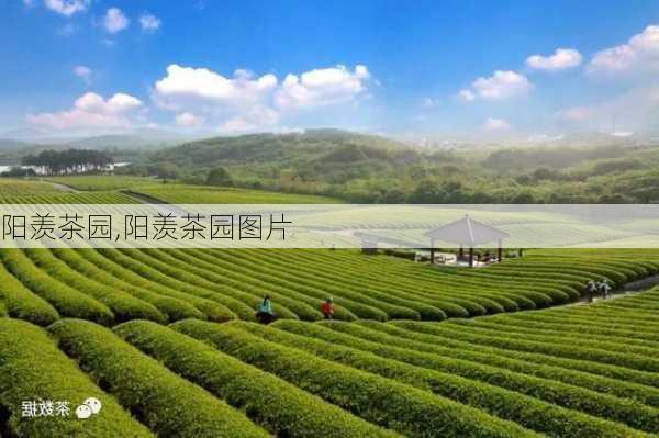 阳羡茶园,阳羡茶园图片