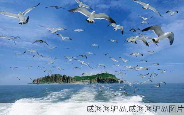 威海海驴岛,威海海驴岛图片