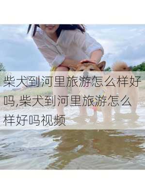 柴犬到河里旅游怎么样好吗,柴犬到河里旅游怎么样好吗视频