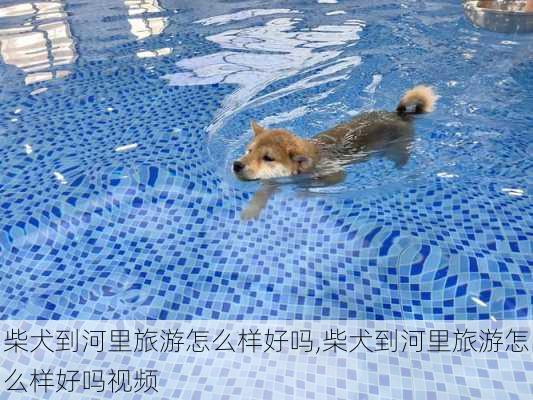 柴犬到河里旅游怎么样好吗,柴犬到河里旅游怎么样好吗视频