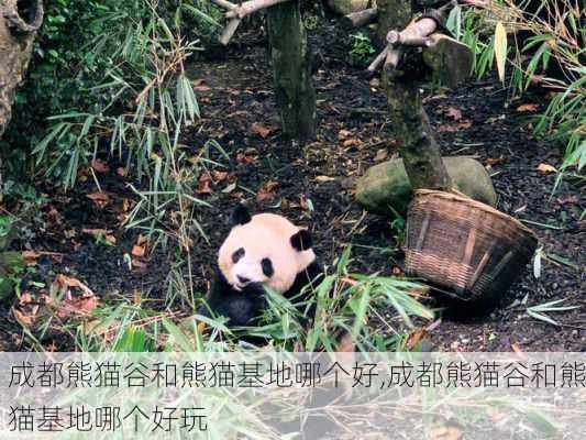 成都熊猫谷和熊猫基地哪个好,成都熊猫谷和熊猫基地哪个好玩