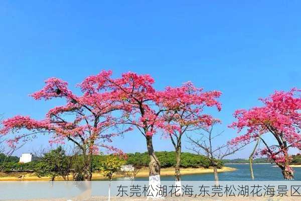 东莞松湖花海,东莞松湖花海景区