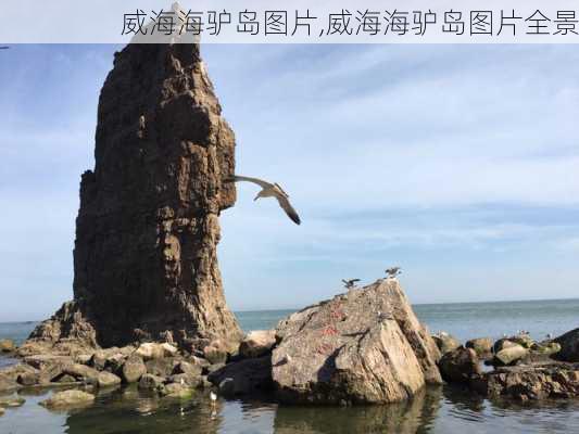 威海海驴岛图片,威海海驴岛图片全景