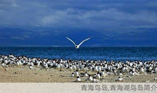 青海鸟岛,青海湖鸟岛简介