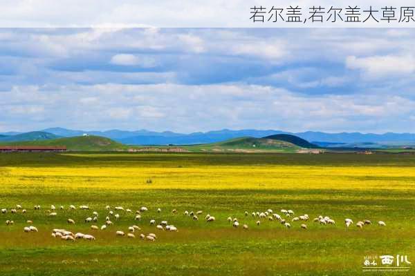 若尔盖,若尔盖大草原