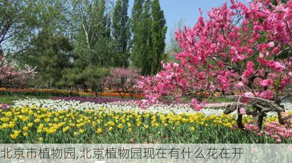 北京市植物园,北京植物园现在有什么花在开