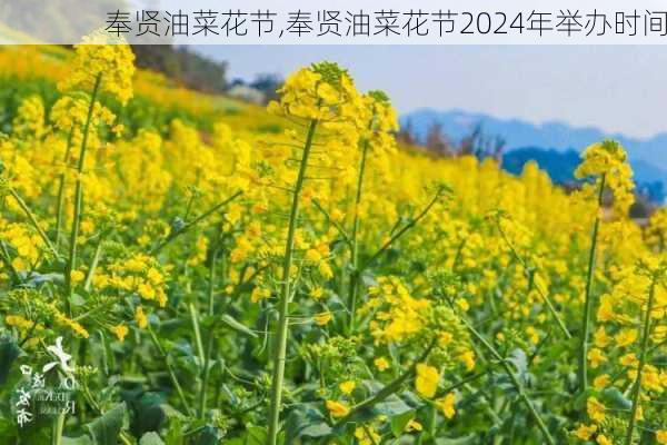 奉贤油菜花节,奉贤油菜花节2024年举办时间