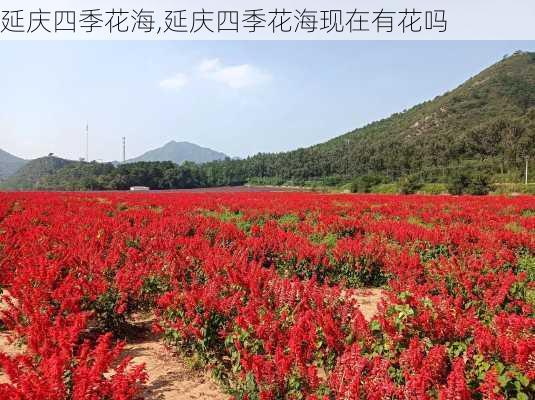 延庆四季花海,延庆四季花海现在有花吗