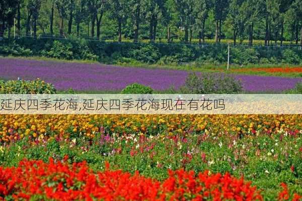 延庆四季花海,延庆四季花海现在有花吗