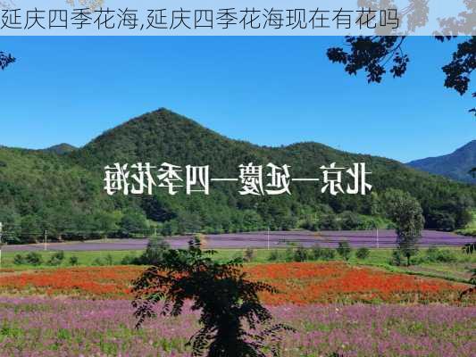 延庆四季花海,延庆四季花海现在有花吗