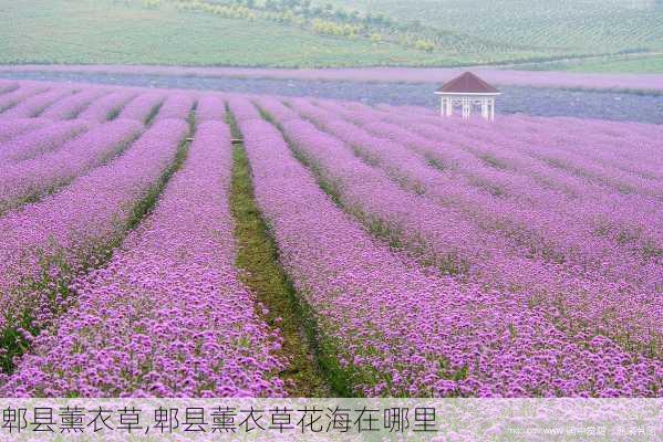 郫县薰衣草,郫县薰衣草花海在哪里