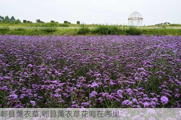 郫县薰衣草,郫县薰衣草花海在哪里