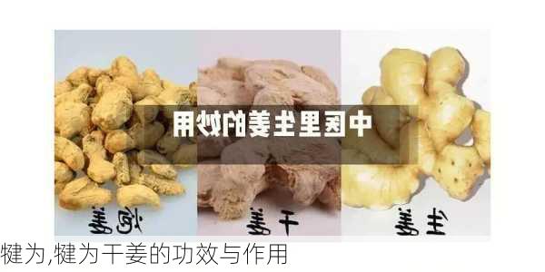 犍为,犍为干姜的功效与作用