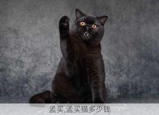 孟买,孟买猫多少钱