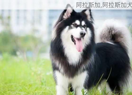 阿拉斯加,阿拉斯加犬