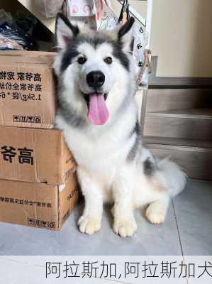 阿拉斯加,阿拉斯加犬