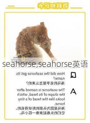 seahorse,seahorse英语