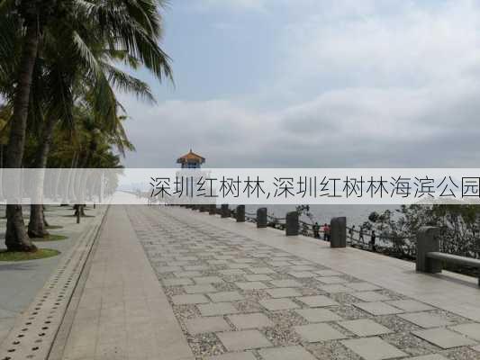 深圳红树林,深圳红树林海滨公园