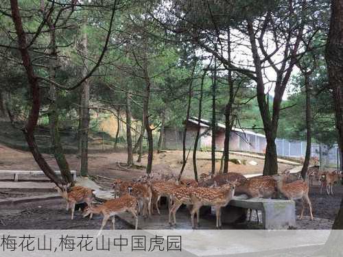 梅花山,梅花山中国虎园