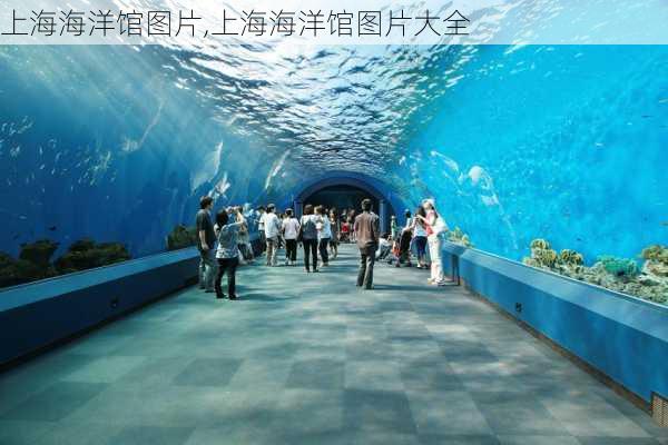 上海海洋馆图片,上海海洋馆图片大全