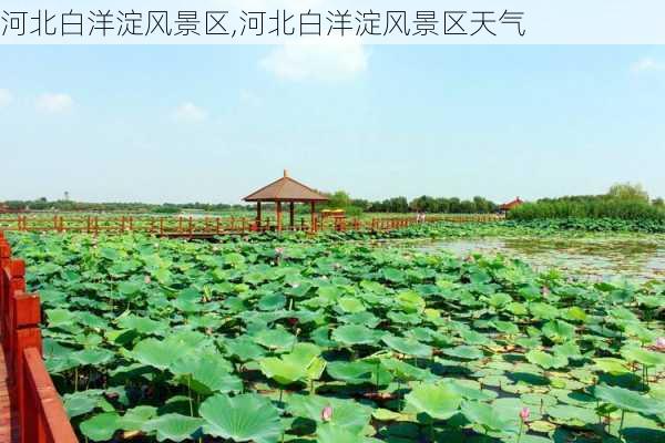 河北白洋淀风景区,河北白洋淀风景区天气