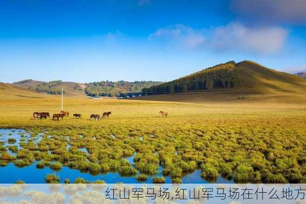 红山军马场,红山军马场在什么地方