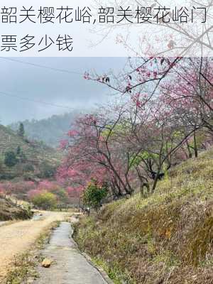 韶关樱花峪,韶关樱花峪门票多少钱