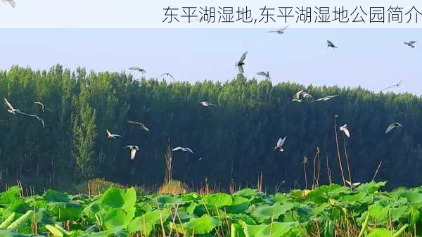 东平湖湿地,东平湖湿地公园简介