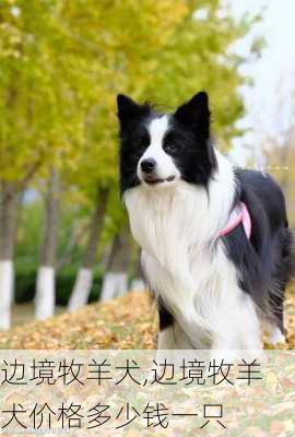 边境牧羊犬,边境牧羊犬价格多少钱一只