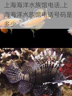 上海海洋水族馆电话,上海海洋水族馆电话号码是多少