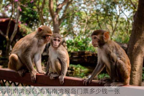 海南南湾猴岛,海南南湾猴岛门票多少钱一张