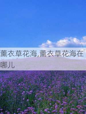 薰衣草花海,薰衣草花海在哪儿