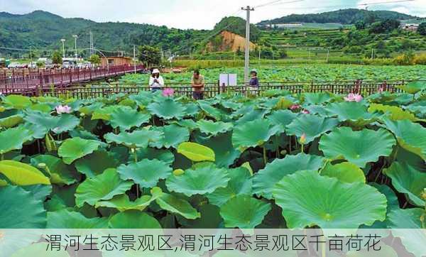 渭河生态景观区,渭河生态景观区千亩荷花