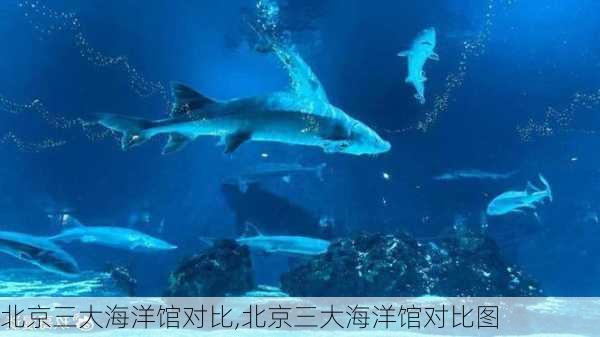 北京三大海洋馆对比,北京三大海洋馆对比图