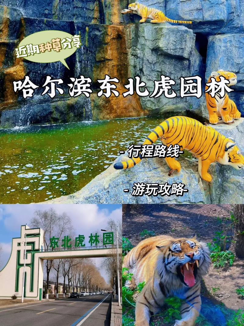 哈尔滨东北虎林园,哈尔滨东北虎林园门票多少钱