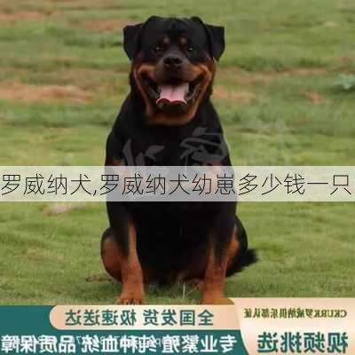 罗威纳犬,罗威纳犬幼崽多少钱一只