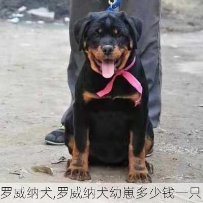 罗威纳犬,罗威纳犬幼崽多少钱一只