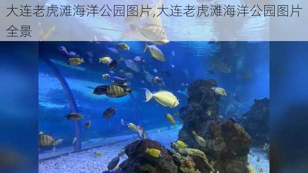 大连老虎滩海洋公园图片,大连老虎滩海洋公园图片全景